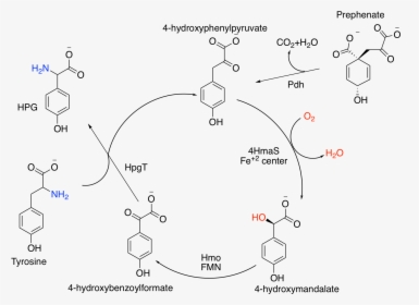 Hpg Synthetic Cycle - Multi Step Synthesis Organic, HD Png Download, Free Download