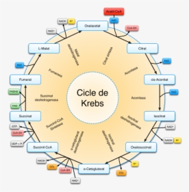 Citric Acid Cycle - Kreb Cycle Png, Transparent Png, Free Download