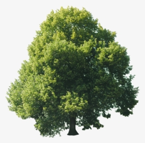 Tree Texture Png, Transparent Png, Free Download