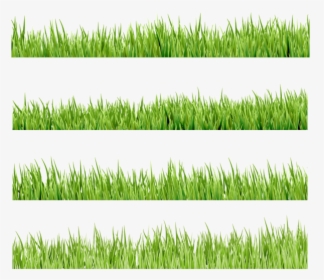 Флора, Зеленая Трава, Green Grass, Grünes Gras, Flore, - Illustration, HD Png Download, Free Download
