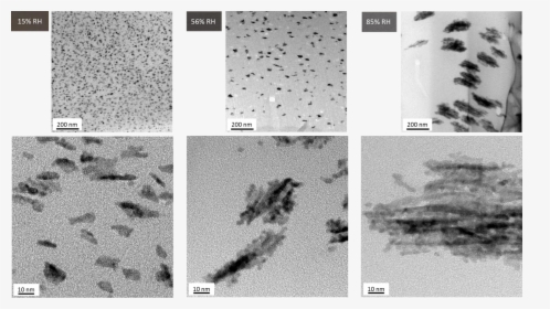 Ptpd Nanoparticle Aggregate Sizes - Monochrome, HD Png Download, Free Download