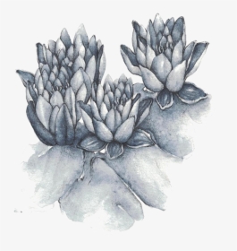 Sacred Lotus, HD Png Download, Free Download