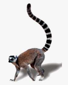 Madagascar Cat, HD Png Download, Free Download