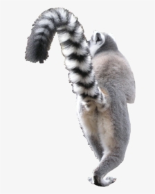 Madagascar Cat, HD Png Download, Free Download