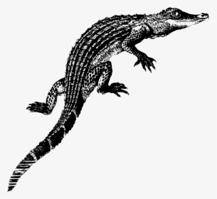 Alligator Baby Kids T-shirt - Crocodiles, HD Png Download, Free Download