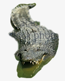 #aligator - Nile Crocodile, HD Png Download, Free Download