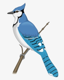 Blue Jay Clip Art - Blue Jay Bird Clipart, HD Png Download, Free Download