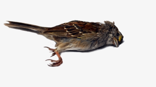 Wren Bird Sparrow Beak Blue Jay - Dead Bird No Background, HD Png Download, Free Download