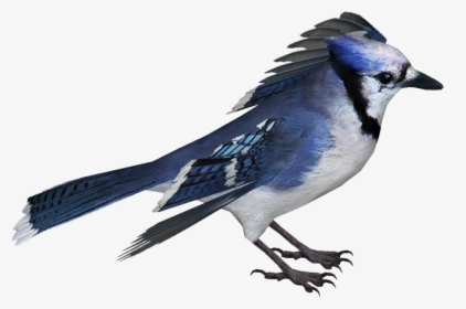 Blue Jay Bird On transparent background. ai generated 27145943 PNG