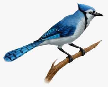 Jay Clipart Transparent - Realistic Blue Jay Drawing, HD Png Download, Free Download