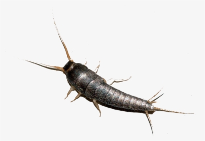 Silverfish Ireland, HD Png Download, Free Download