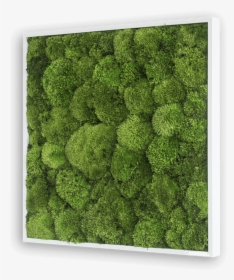 Moss Texture Png, Transparent Png, Free Download