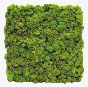 Live Moss Wall, HD Png Download, Free Download