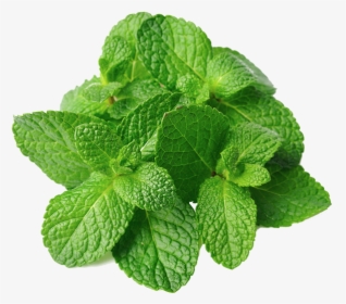 Mint Leaves Png - Pudina, Transparent Png, Free Download