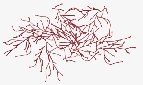 Graphic Library Reef Drawing Red Algae - Illustration, HD Png Download, Free Download