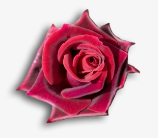 Rojo, Rosas Rojas, Flores, Rosas Hermosas, Girasoles, - Deep Red Rose, HD Png Download, Free Download