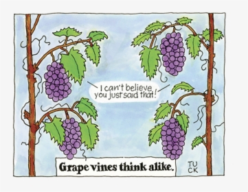 Grape Vines, HD Png Download, Free Download