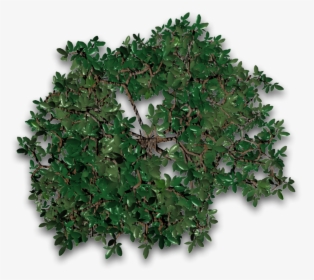 Transparent Tree Vines Png - Sageretia Theezans, Png Download, Free Download