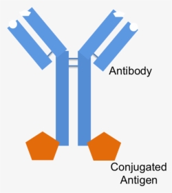 An Antibody With An Antigen Conjugated To The Fc Portion - Antigens Binding To Antibodies, HD Png Download, Free Download