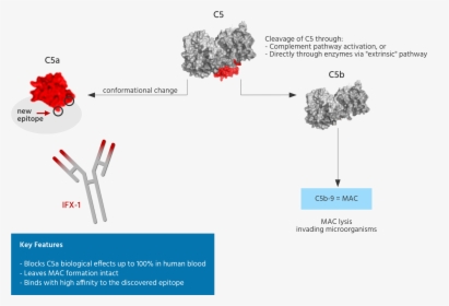 Service-img - Human Complement C5, HD Png Download, Free Download