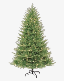 Fresh Noble Christmas Tree, HD Png Download, Free Download