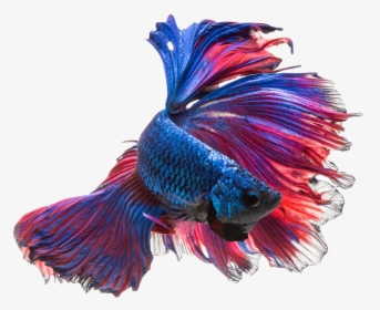 Betta Fish Photo By Visarute Angkatavanich, HD Png Download, Free Download