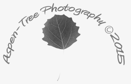 Transparent Aspen Tree Png - Maple Leaf, Png Download, Free Download
