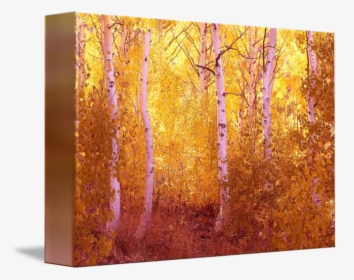 Fall Aspen Trees June Lake Loop By Rick Chandler - Birch, HD Png Download, Free Download