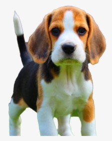 Beagle Dog Puppy Png Download Image - Loyal Breed Of Dog, Transparent Png, Free Download