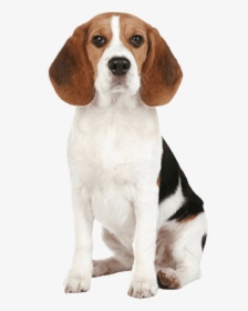 Beagle Dog Png Image - Beagle Dog Nose, Transparent Png, Free Download