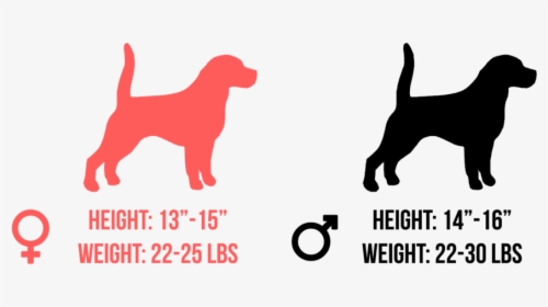 Golden Retrievers Size And Height, HD Png Download, Free Download