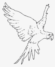 Buzzard, HD Png Download, Free Download