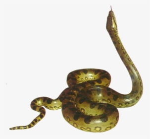Snake Clip Art - Anaconda Gif Png, Transparent Png, Free Download