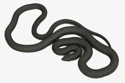 Anaconda Png Images - Smooth Earth Snake, Transparent Png, Free Download