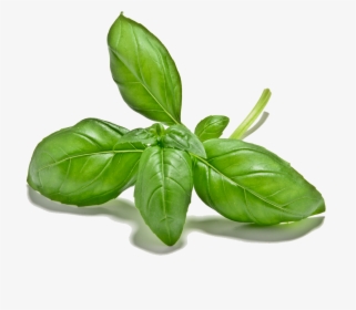 Basil Plant Png - Basil Leaf Cut Out, Transparent Png, Free Download