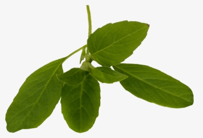 Ruculabloemen - Corchorus, HD Png Download, Free Download