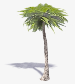 Palm Tree - 3d Palm Tree Transparent, HD Png Download, Free Download