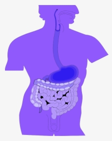 Clipart Of Digestive System - Lower Esophageal Sphincter Achalasia, HD Png Download, Free Download