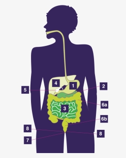 Anatomy Digestive System - Illustration, HD Png Download, Free Download