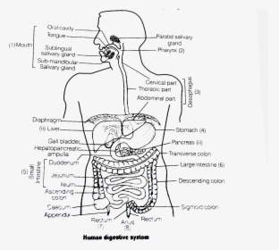 Digestive System Black With Name, HD Png Download, Free Download