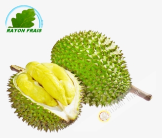 Fruits Transparent Durian - Durian Vietnam, HD Png Download, Free Download