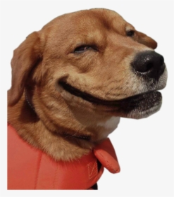 #funny #dog #smile #freetoedit - Funny Dog Png, Transparent Png, Free Download