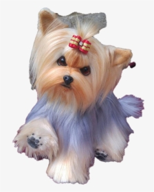 Yorkshire Terrier Puppy Png Clipart - Yorkshire Terrier Puppy, Transparent Png, Free Download