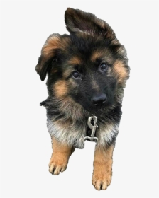 German Shepherd Puppy Png Clipart - Old German Shepherd Dog, Transparent Png, Free Download