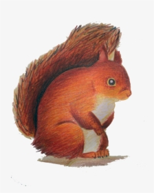 Red Squirrel Clipart - Squirrel, HD Png Download, Free Download