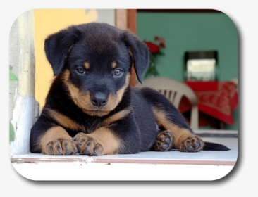 Rottie Puppies, HD Png Download, Free Download
