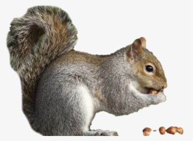 Squirrel Free Png - Squirrel Animal, Transparent Png, Free Download