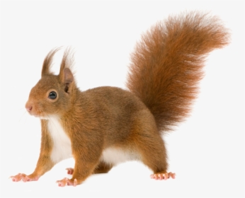 Home Clipart Squirrel - Transparent Background Squirrel Clipart, HD Png Download, Free Download