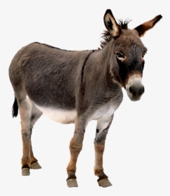 Forgetmenot Mai Donkeys - Donkey Png, Transparent Png, Free Download