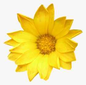 Flower, HD Png Download, Free Download